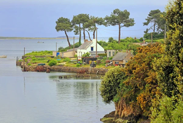 Allevamento Ostriche Saint Philibert Nel Sud Della Bretagna — Foto Stock