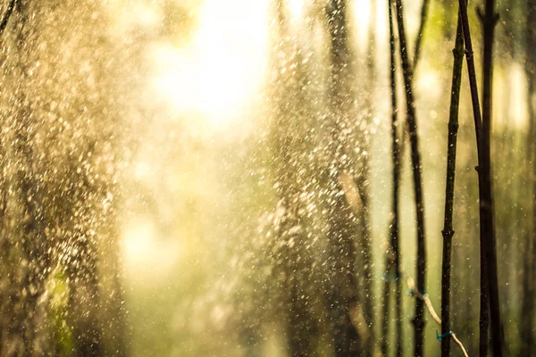 Farben Des Sommers Garten Nach Dem Gießen Spiel Mit Wasser — Stockfoto