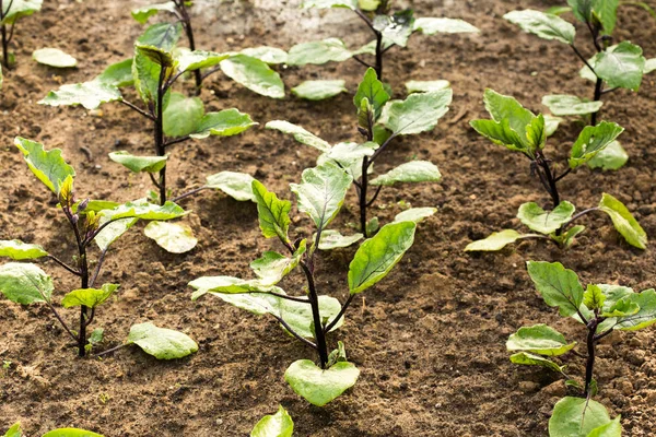 Jung Und Grüner Salat Für Eine Gesunde Vegetarische Ernährung — Stockfoto