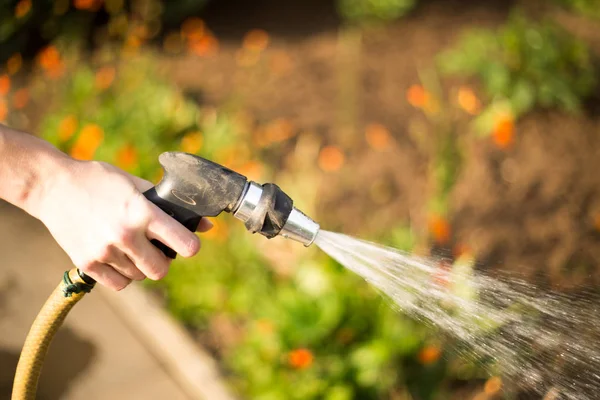 Tangan Seorang Wanita Dengan Selang Air Menuangkan Kebun Hijau — Stok Foto