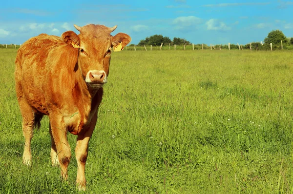 Vaca Pasto Verão Uma Paisagem Rural — Fotografia de Stock