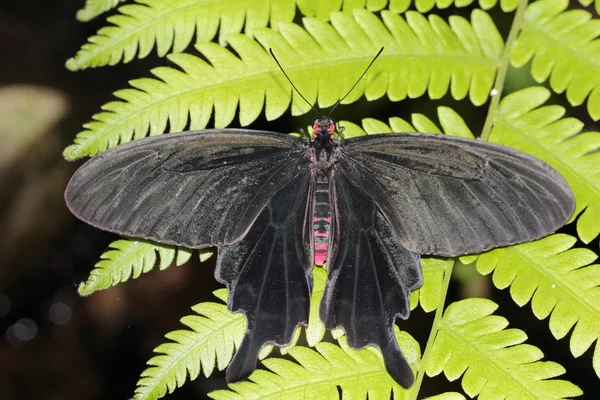 Farfalla Coda Forcuta Farfalla Papilio Polytes — Foto Stock