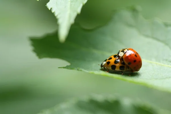 Twee Lieveheersbeestjes Paren Een Blad Kleurcontrast — Stockfoto