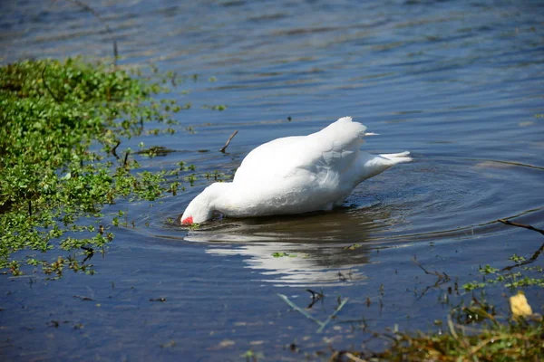 Prachtig Watervogels Geslacht Anser Spanje — Stockfoto