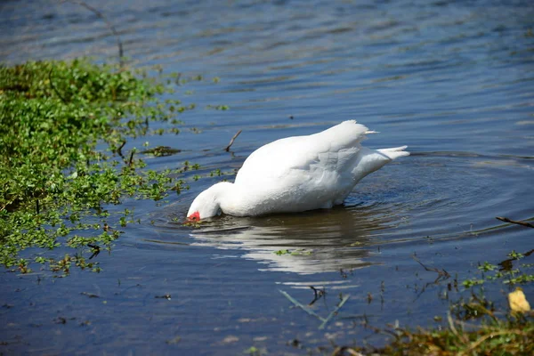 Gênero Aves Aquáticas Bonitas Anser Espanha — Fotografia de Stock