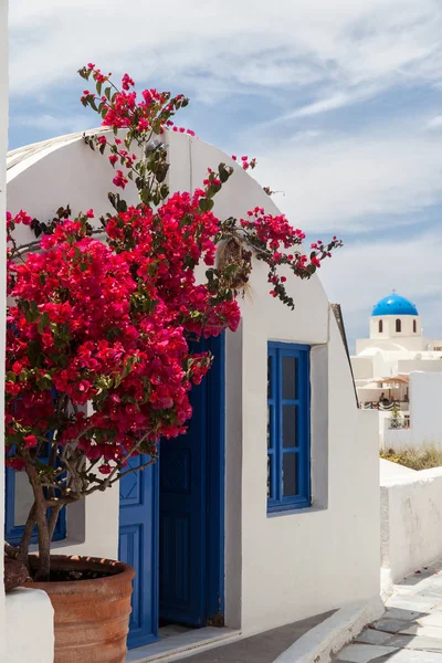 Vackra Vita Och Röda Blommor Den Grekiska Santorini — Stockfoto