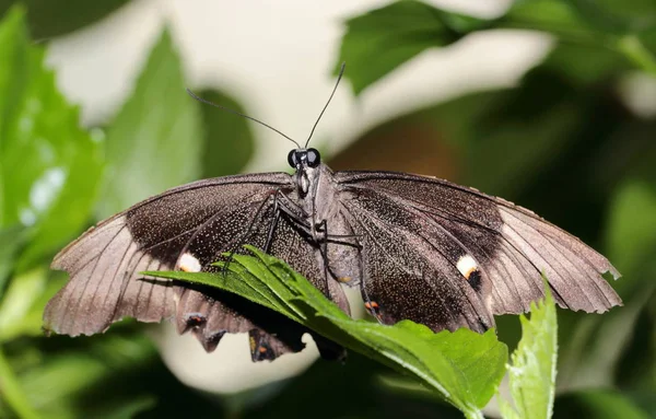 Butterfly Swallowtail Butterfly Papilio Polytes — Stock Photo, Image