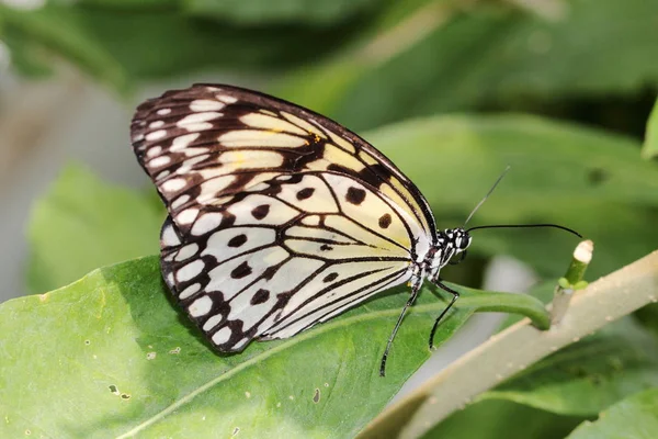 Schmetterling Weiße Baumnymphe — Stockfoto