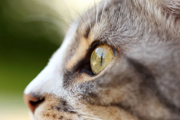 Close Cat Eye — Stock Photo, Image