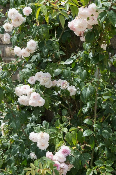 Cespuglio Con Fiori Bianchi — Foto Stock