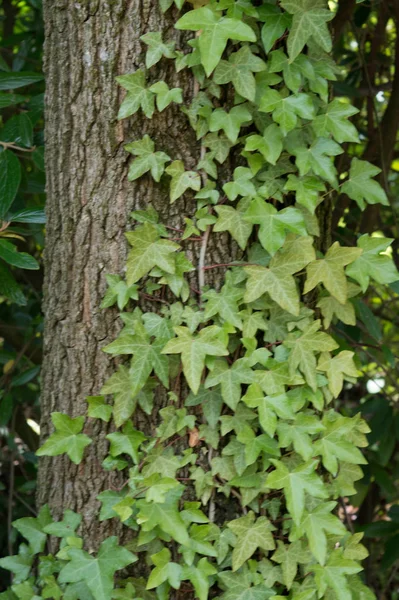 아이비 나무줄기로 — 스톡 사진