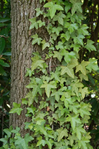 Eine Hälfte Mit Efeu Bewachsen — Stockfoto