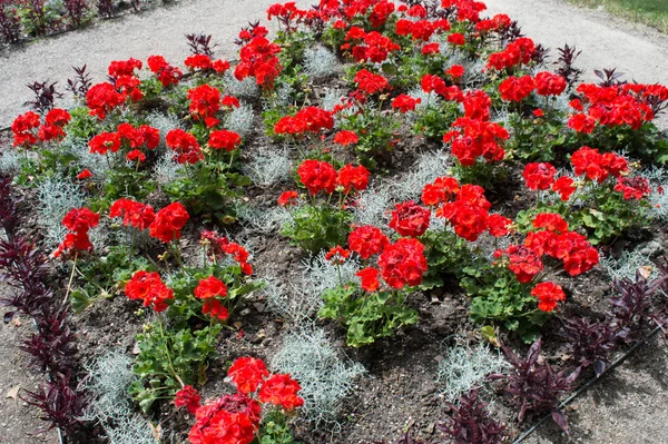Ein Quadratisches Blumenbeet Mit Roten Blumen — Stockfoto