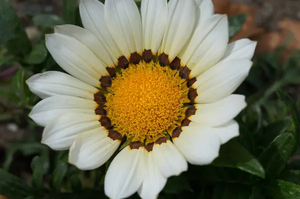 Giant Flower Head Center Image — Stock Photo, Image