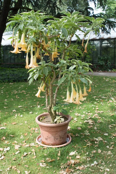 草地上花盆里的一棵小树 后面是一个温室 — 图库照片