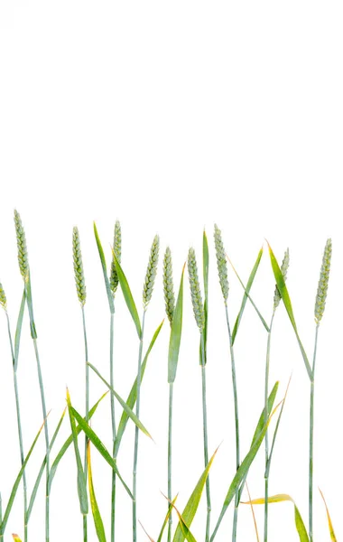 Лінія Зеленого Зерна Пшениці Перед Білим Тлом — стокове фото