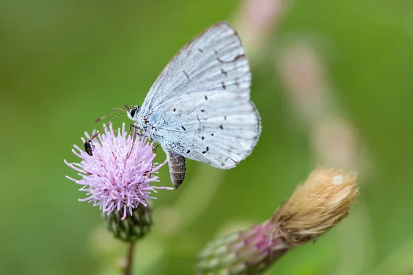 Close Uitzicht Mooie Kleurrijke Vlinder — Stockfoto