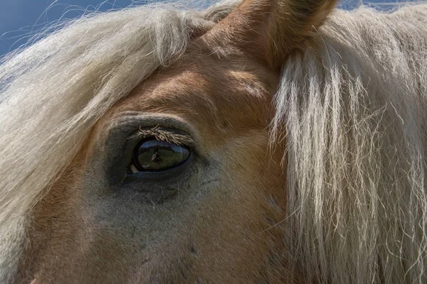 Haflinger Die Pferderasse — Stockfoto