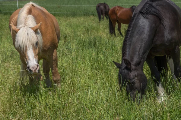 Haflinger Die Pferderasse — Stockfoto