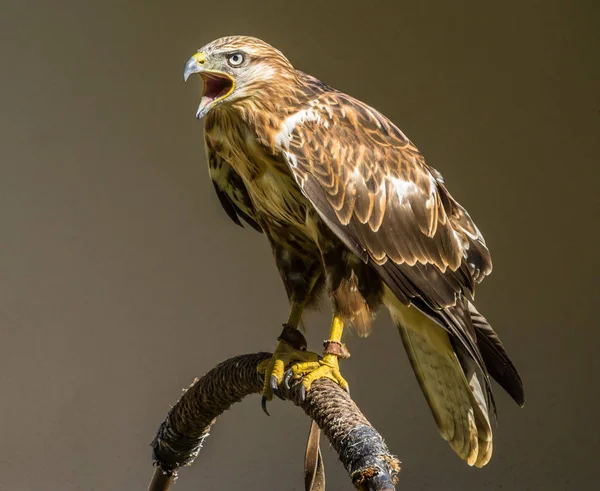 stock image scenic view of beautiful falcon at nature