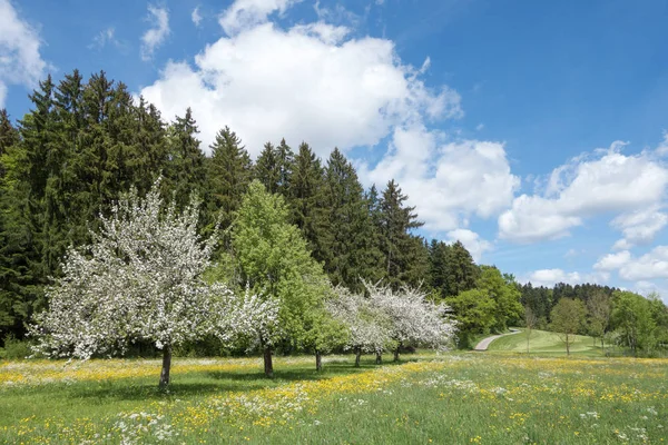 Blommande Äppelträd Diagonal Rad Lantligt Landskap — Stockfoto