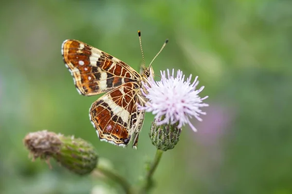 Primo Piano Bug Natura Selvaggia — Foto Stock