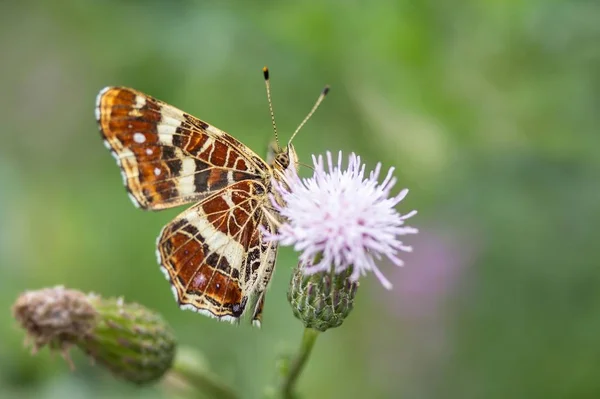 Nahaufnahme Von Schmetterlingen Lebensraum Wildniskonzept — Stockfoto