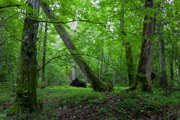 Arce Viejo Bosque Finales Verano Contra Puesto Juveniles Bosque Bialowieza —  Fotos de Stock