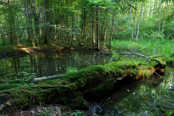 Summer Landscape Old Forest Broken Moss Wrapped Tree Lying Water — Stock Photo, Image