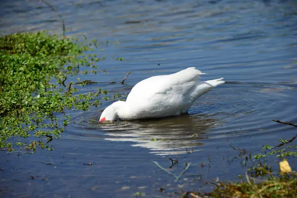 Gênero Aves Aquáticas Bonitas Anser Espanha — Fotografia de Stock