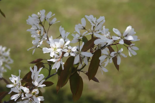 Snöbollsbuske Vita Blommor — Stockfoto
