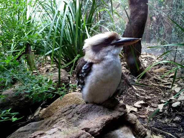 Australischer Kookaburra Oder Jäger Beim Lesen Seinem Lebensraum Australien — Stockfoto