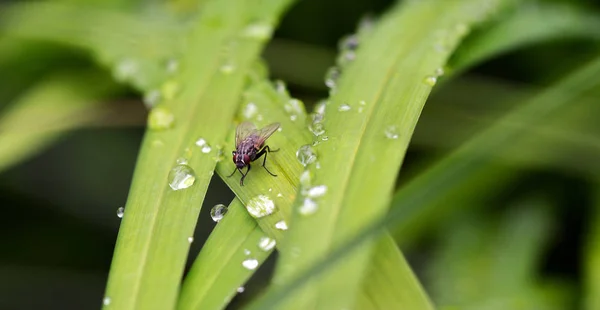 Close Zicht Insect Natuur — Stockfoto