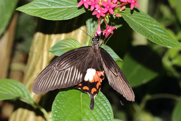 Nahaufnahme Von Schönen Bunten Schmetterling — Stockfoto