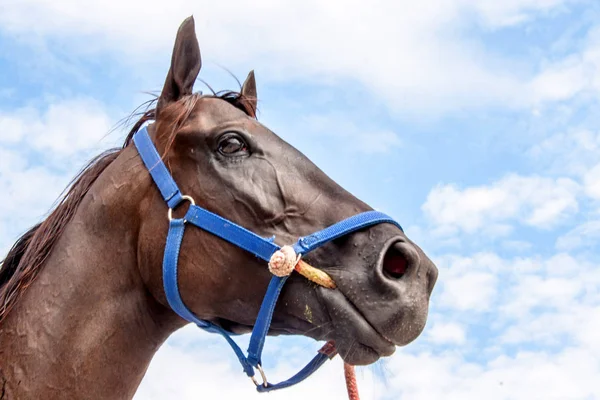 Cerrar Cabeza Vista Lateral Del Caballo Sobre Fondo Nublado — Foto de Stock