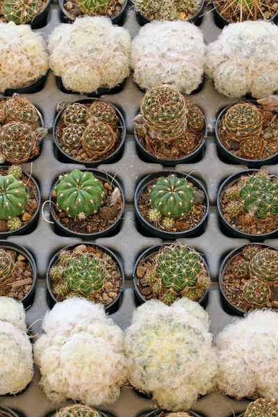 Kis Kaktuszok Virágpiacon — Stock Fotó