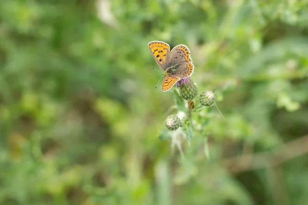 Kleiner Feuerfalter Auf Acker Kratzdistel Petit Cuivre Sur Ambrosia — Photo