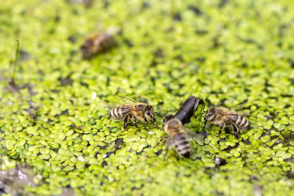 Trinkende Honigbienen Auf Kleinen Wasserlinsen Пиття Медоносних Бджіл Малих Качковадах — стокове фото