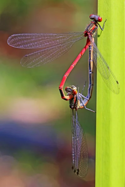 Emparelhamento Tandem Início Adonisjungfer Ninfula Pirrósoma — Fotografia de Stock