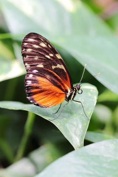 Borboleta Hecale Dourada Longwing — Fotografia de Stock