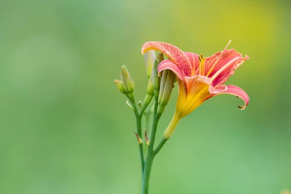 Gelbrote Taglilie Yellow Day Lily — стокове фото