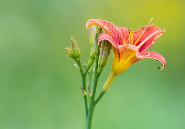 Gelbrote Taglilie Sárga Liliom — Stock Fotó