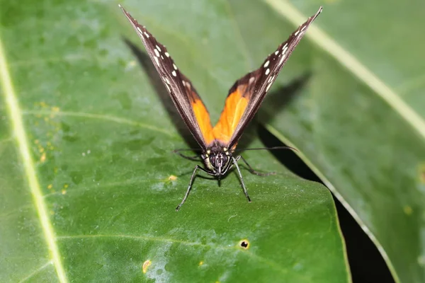 Mariposa Hecale Dorado Longwing — Foto de Stock