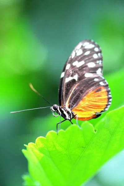 Goldener Hekale Schmetterling Passionsblume Falten — Stockfoto