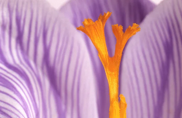 Цветок Крокуса Деталях — стоковое фото