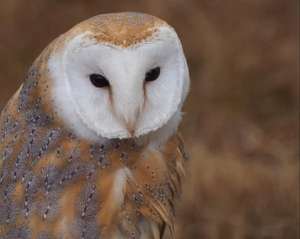 Barn Owl Light Feathers — Stock Photo, Image