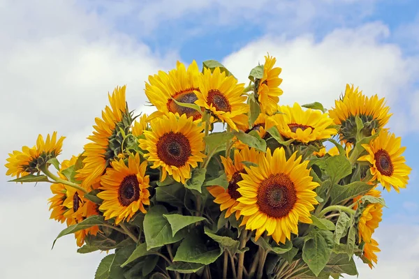 summer bouquet with sunflower helianthus annuus