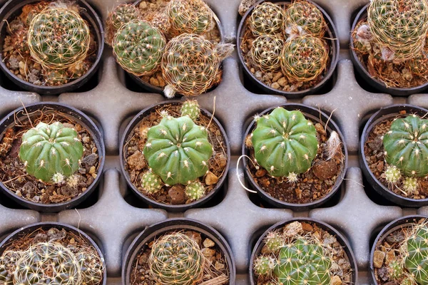 Offer Cactuses Flower Market — Stock Photo, Image