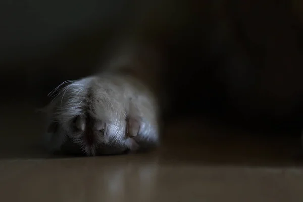 Собака Лапа Черным Фоном — стоковое фото