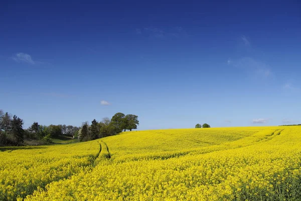 Campo Colza Sob Céu Azul — Fotografia de Stock